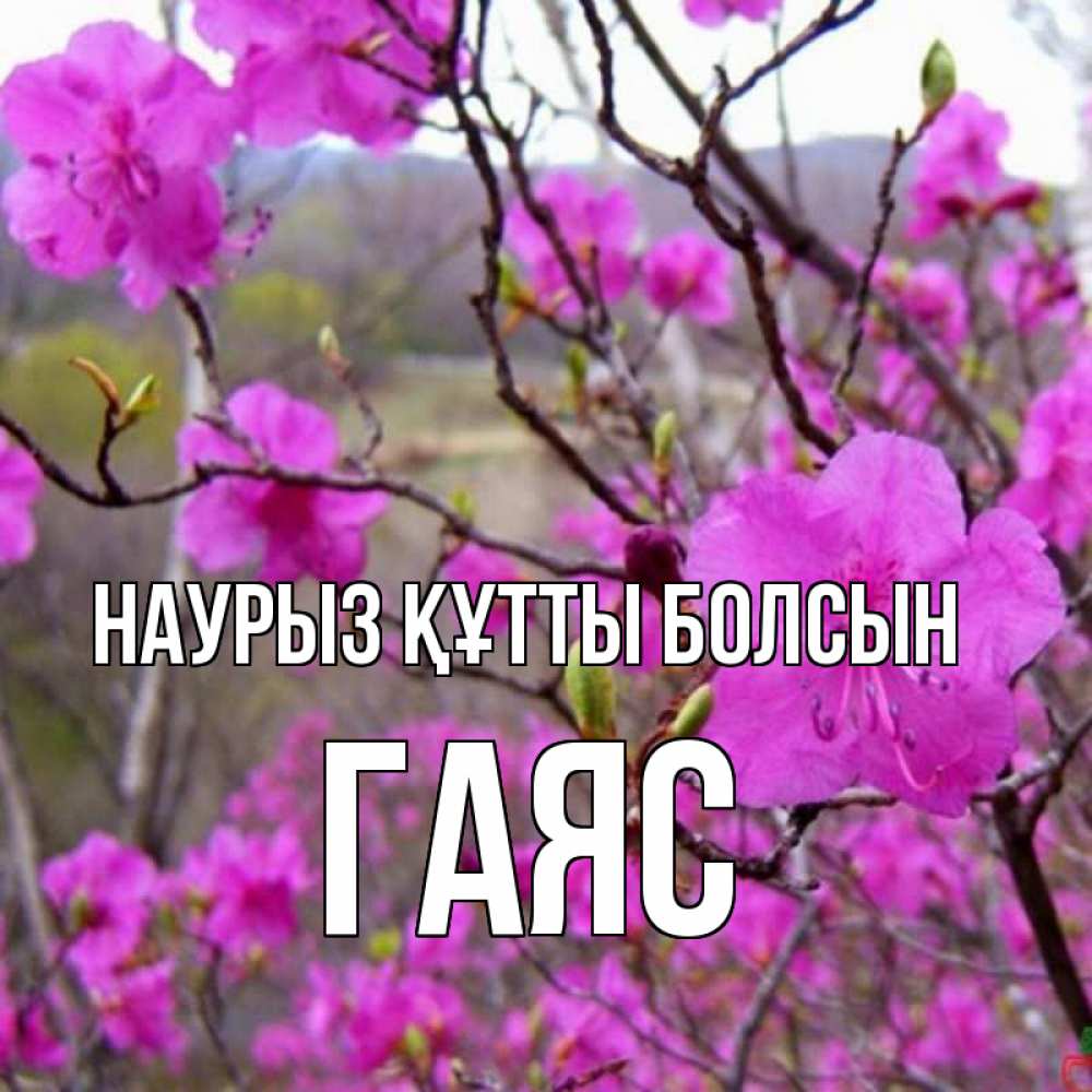 Открытка на каждый день с именем, Гаяс Наурыз құтты болсын наурыз мейрамы кутты болсын Прикольная открытка с пожеланием онлайн скачать бесплатно 