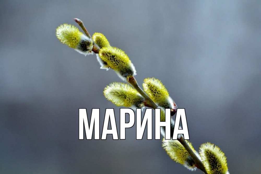 Открытка на каждый день с именем, Марина Главная верба Прикольная открытка с пожеланием онлайн скачать бесплатно 