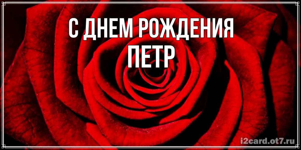 Открытка на каждый день с именем, ПЕТР С днем рождения алая роза Прикольная открытка с пожеланием онлайн скачать бесплатно 