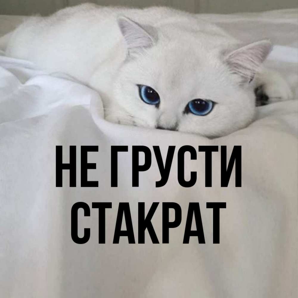 Открытка на каждый день с именем, Стакрат Не грусти Голубоглазая кошка Прикольная открытка с пожеланием онлайн скачать бесплатно 