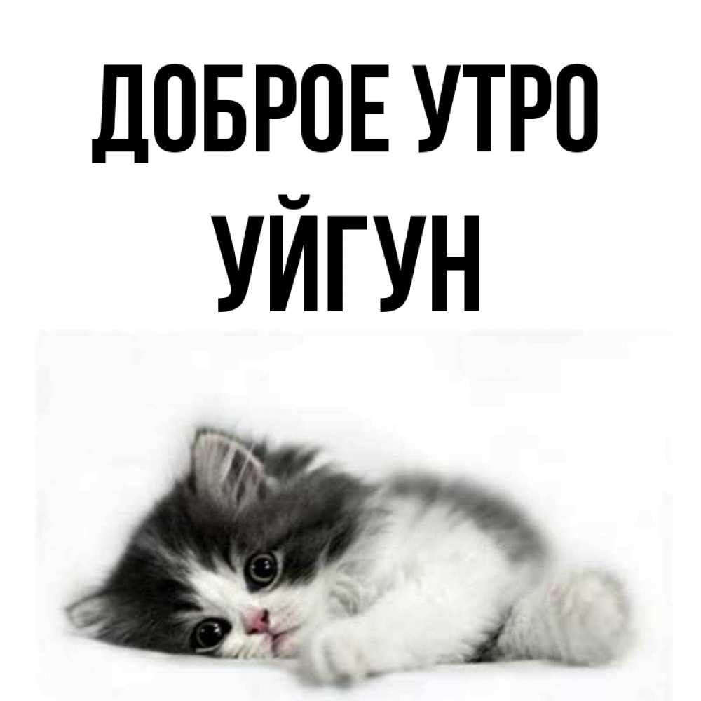 Открытка на каждый день с именем, Уйгун Доброе утро кот лапки Прикольная открытка с пожеланием онлайн скачать бесплатно 