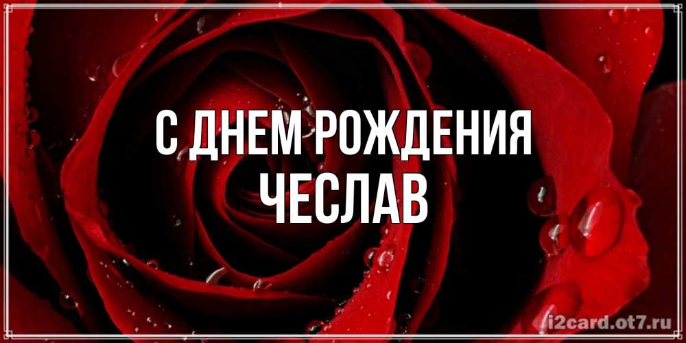 Открытка на каждый день с именем, Чеслав С днем рождения крупная бордовая роза Прикольная открытка с пожеланием онлайн скачать бесплатно 