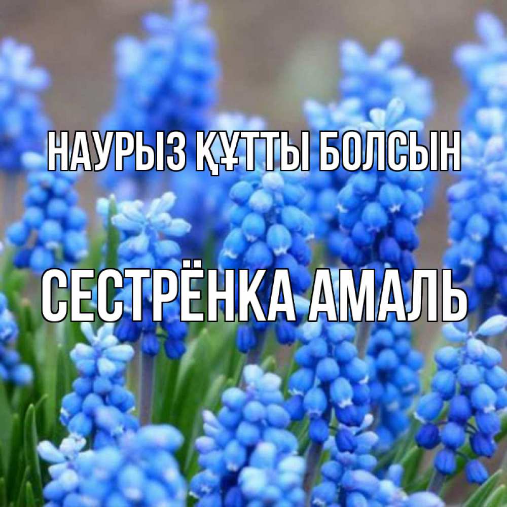 Открытка на каждый день с именем, Сестрёнка-Амаль Наурыз құтты болсын Поздравительная открытка для женщин с цветами на праздничную дату Прикольная открытка с пожеланием онлайн скачать бесплатно 