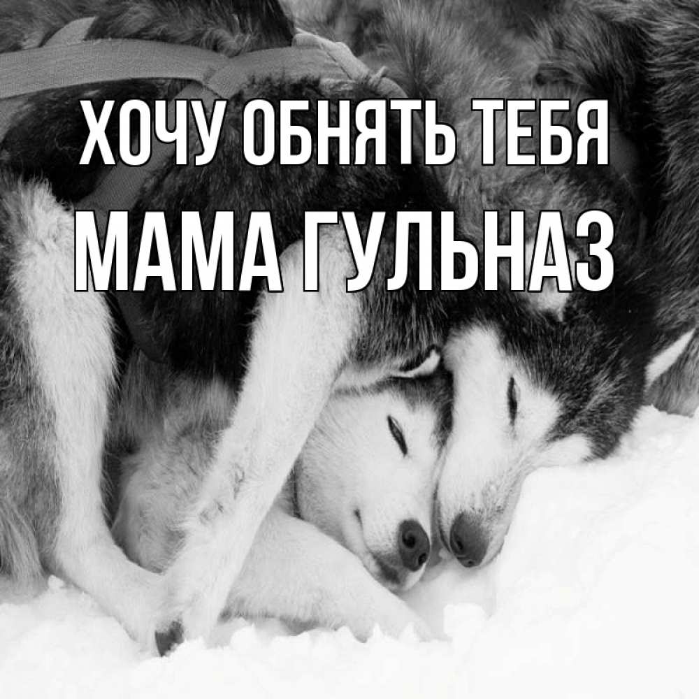 Открытка на каждый день с именем, Мама-Гульназ Хочу обнять тебя собачки в упряжке Прикольная открытка с пожеланием онлайн скачать бесплатно 