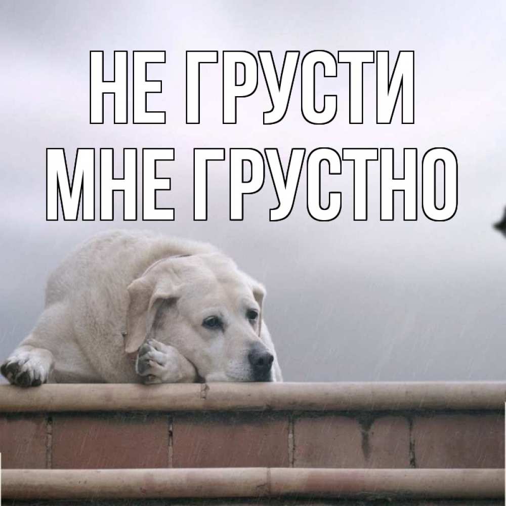 Открытка на каждый день с именем, Мне-грустно Не грусти белый пес 1 Прикольная открытка с пожеланием онлайн скачать бесплатно 