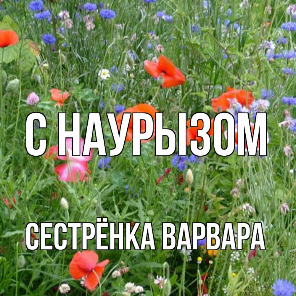 Открытка на каждый день с именем, Сестрёнка-Варвара С наурызом праздник весны наурыз супер открытка Прикольная открытка с пожеланием онлайн скачать бесплатно 