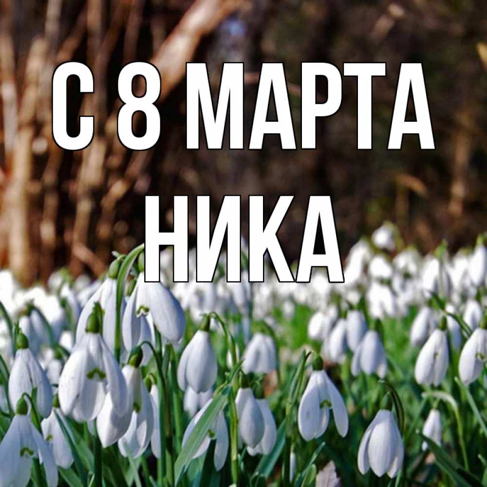 Открытка на каждый день с именем, Ника С 8 МАРТА с подснежниками 1 Прикольная открытка с пожеланием онлайн скачать бесплатно 