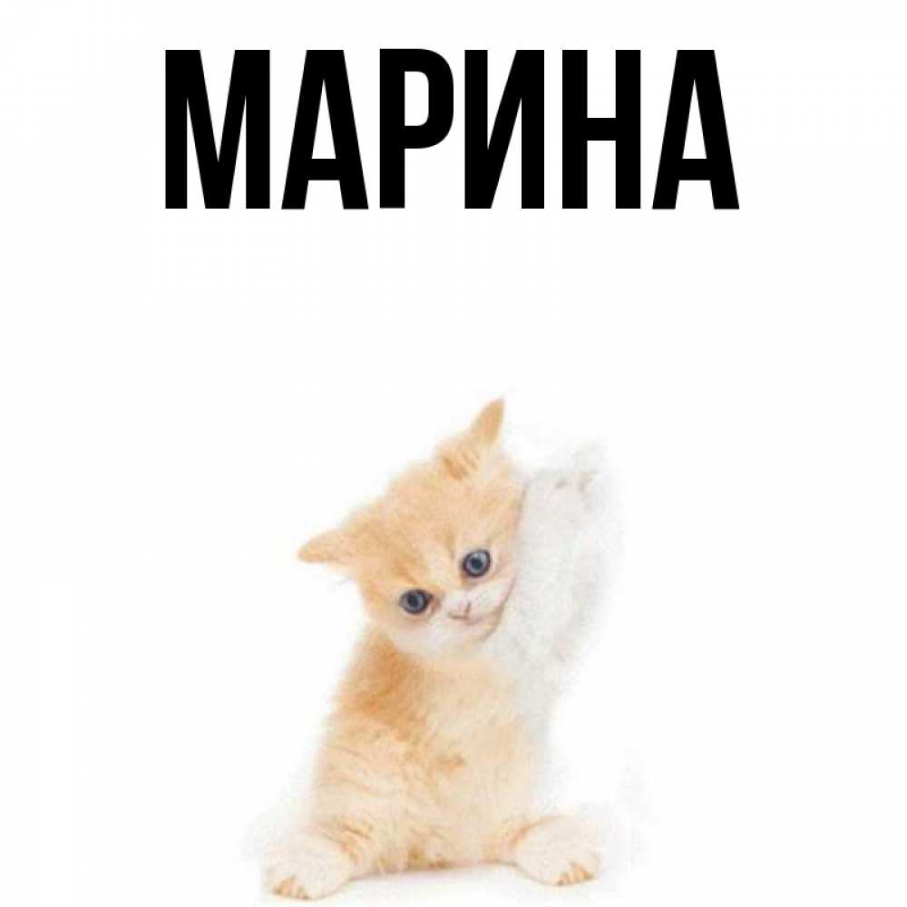 Открытка на каждый день с именем, Марина Главная зверушки и милота Прикольная открытка с пожеланием онлайн скачать бесплатно 