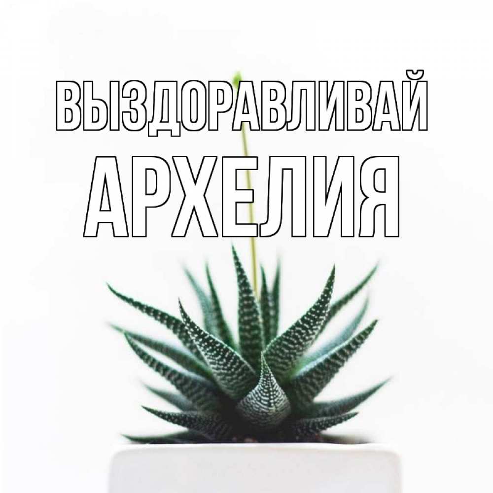 Открытка на каждый день с именем, Архелия Выздоравливай короче это непонятная колючка Прикольная открытка с пожеланием онлайн скачать бесплатно 