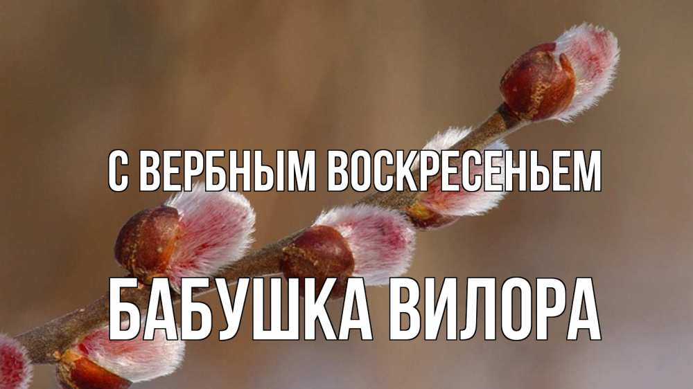 Открытка на каждый день с именем, Бабушка-Вилора С вербным воскресеньем верба Прикольная открытка с пожеланием онлайн скачать бесплатно 