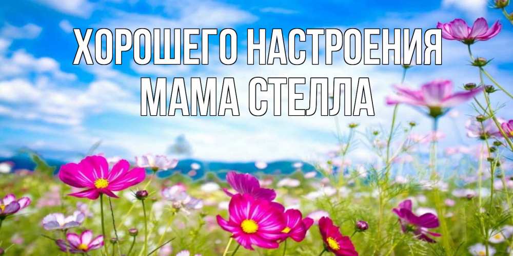 Открытка на каждый день с именем, Мама-Стелла Хорошего настроения поле цветов Прикольная открытка с пожеланием онлайн скачать бесплатно 