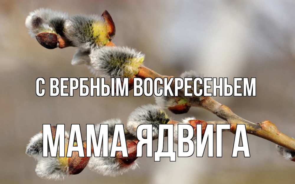 Открытка на каждый день с именем, Мама-Ядвига С вербным воскресеньем Верба Прикольная открытка с пожеланием онлайн скачать бесплатно 