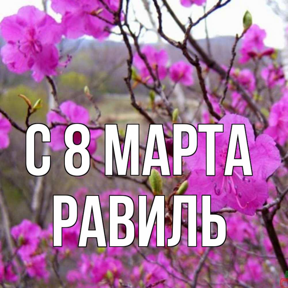 Открытка на каждый день с именем, Равиль С 8 МАРТА международный женский день Прикольная открытка с пожеланием онлайн скачать бесплатно 