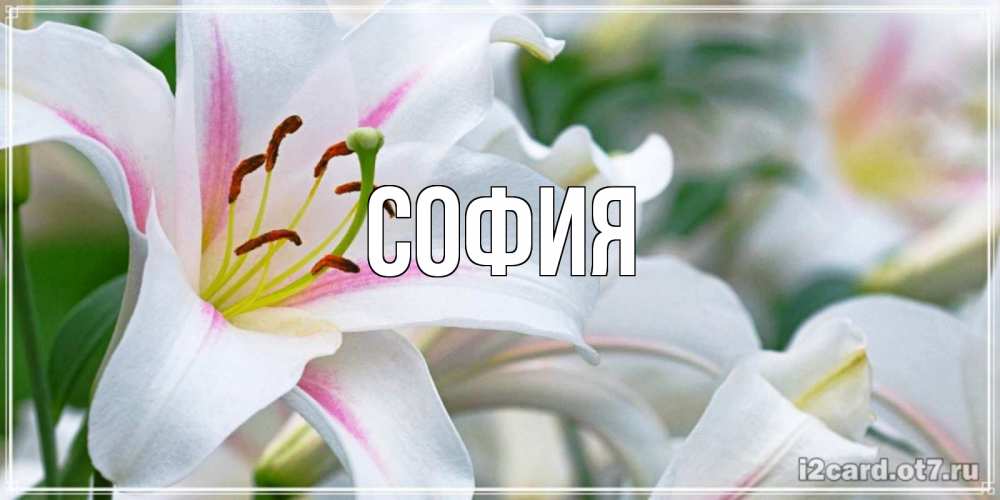 Открытка на каждый день с именем, София Главная открытка с белой лилией Прикольная открытка с пожеланием онлайн скачать бесплатно 
