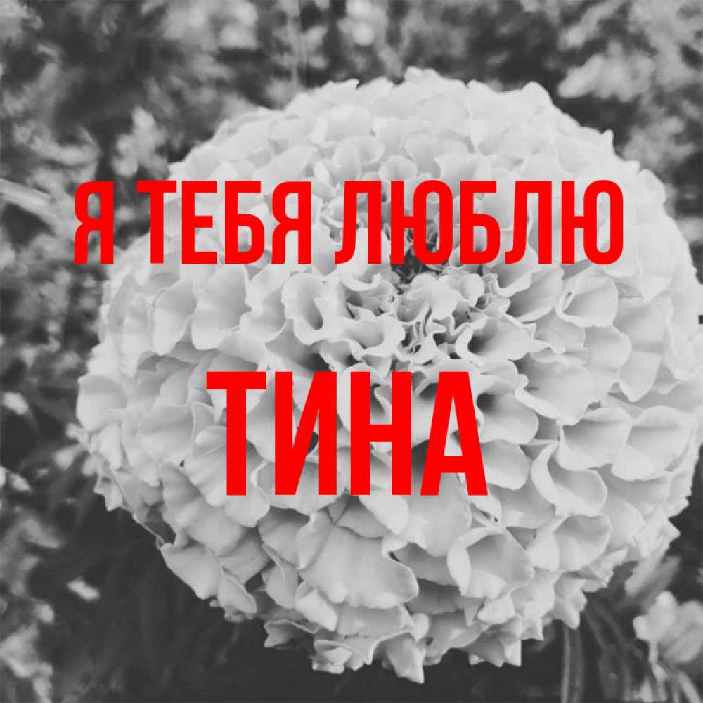 Открытка на каждый день с именем, Тина Я тебя люблю подпись Прикольная открытка с пожеланием онлайн скачать бесплатно 