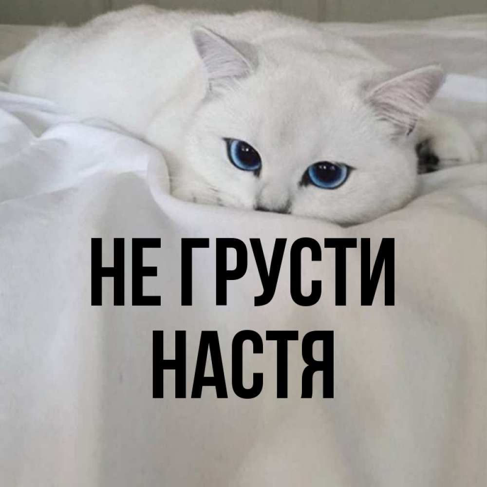 Открытка на каждый день с именем, настя Не грусти Голубоглазая кошка Прикольная открытка с пожеланием онлайн скачать бесплатно 