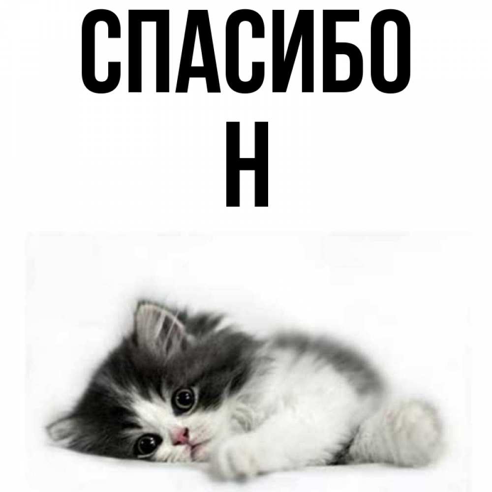 Кот говорит спасибо. Котик спасибо. картинка спасибо с котом. открытки спасибо с котами. спасибо от котика.