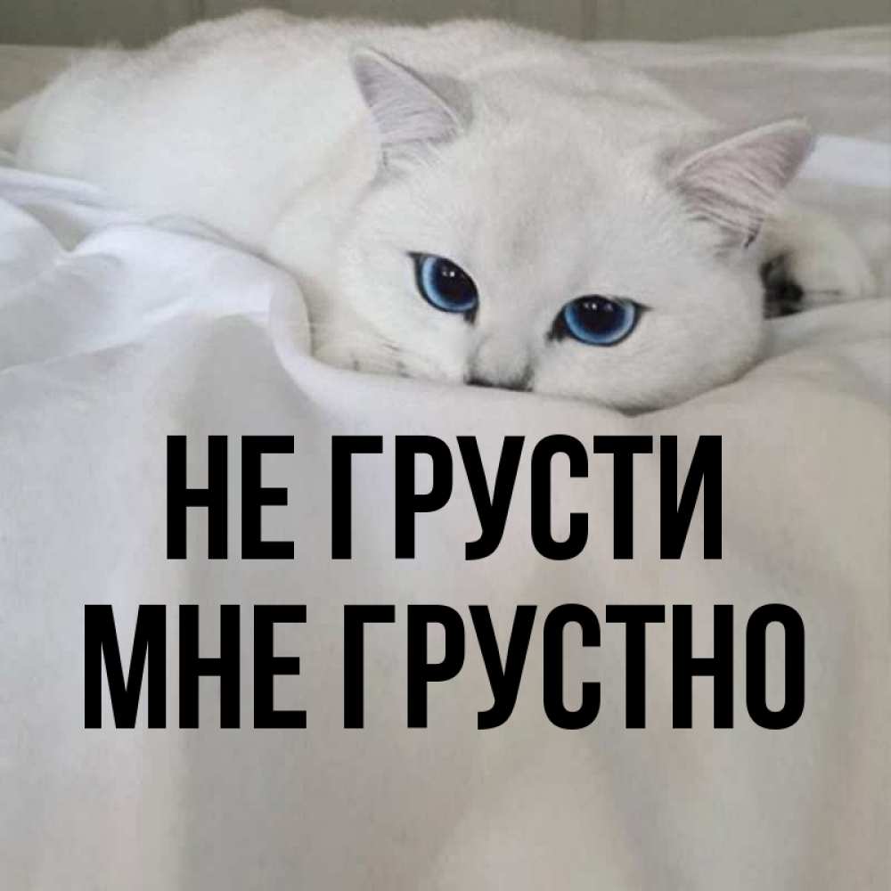 Открытка на каждый день с именем, Мне-грустно Не грусти Голубоглазая кошка Прикольная открытка с пожеланием онлайн скачать бесплатно 