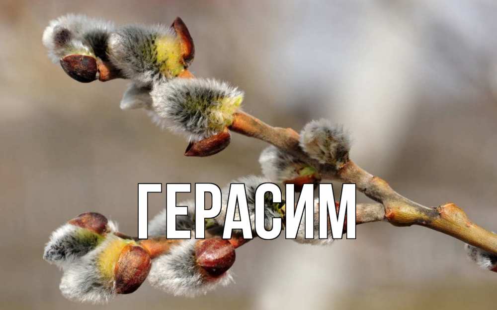 Открытка на каждый день с именем, Герасим Главная Верба Прикольная открытка с пожеланием онлайн скачать бесплатно 