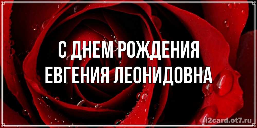 Открытка на каждый день с именем, Евгения-Леонидовна С днем рождения крупная бордовая роза Прикольная открытка с пожеланием онлайн скачать бесплатно 