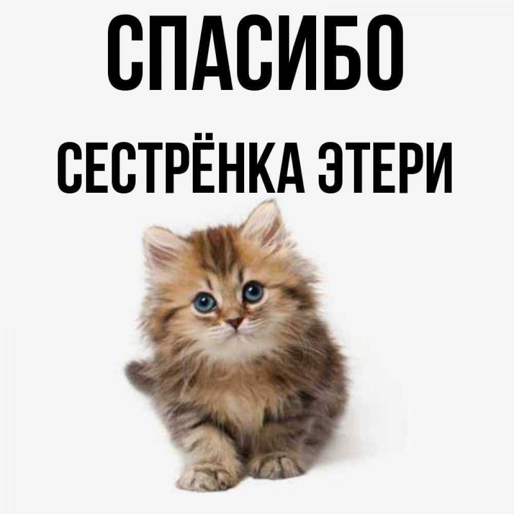 Открытка на каждый день с именем, Сестрёнка-Этери Спасибо пушистый котик Прикольная открытка с пожеланием онлайн скачать бесплатно 