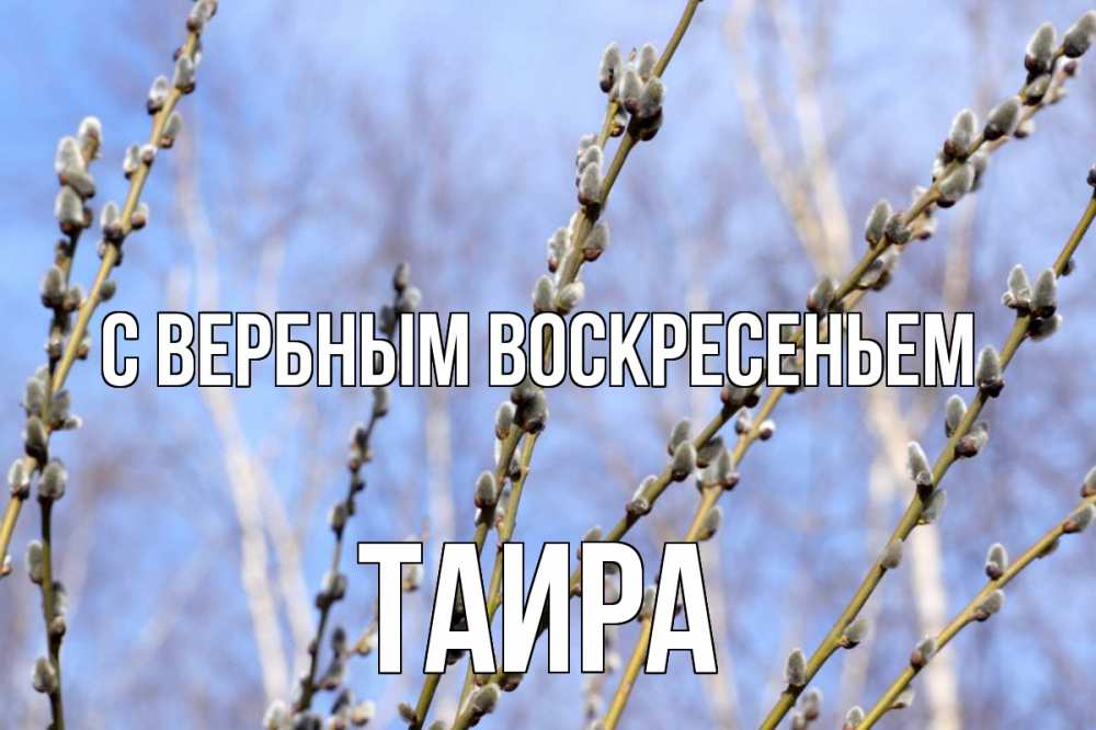 Открытка на каждый день с именем, Таира С вербным воскресеньем верба Прикольная открытка с пожеланием онлайн скачать бесплатно 