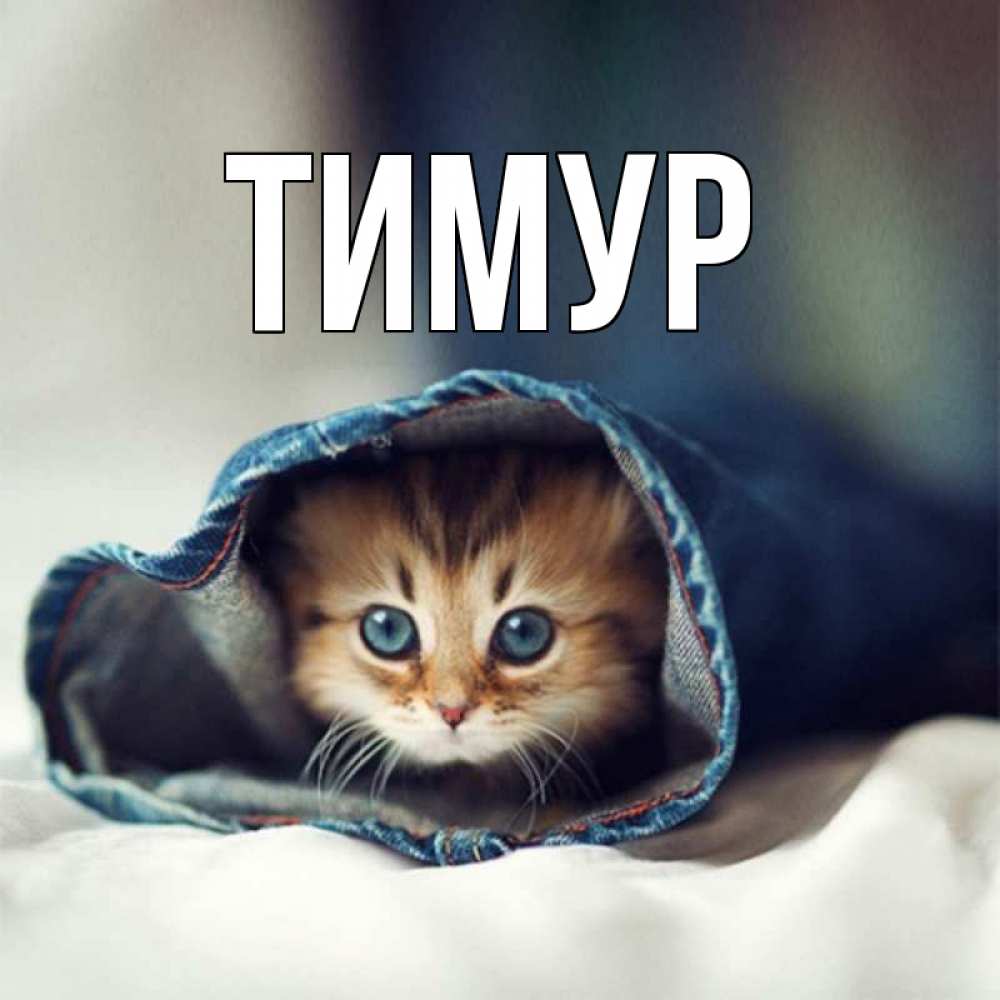 Открытки с именем тимур, надписью делаю