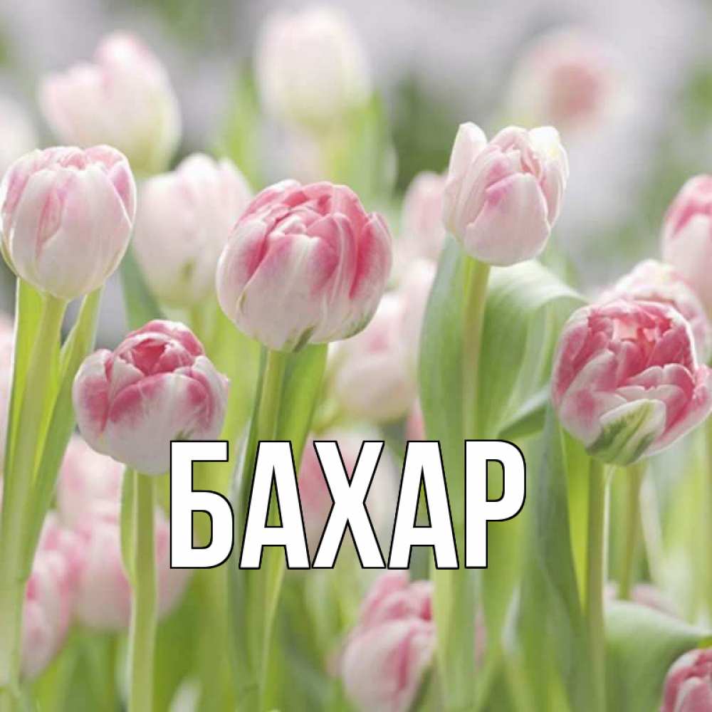 Открытка на каждый день с именем, Бахар Главная цветы Прикольная открытка с пожеланием онлайн скачать бесплатно 