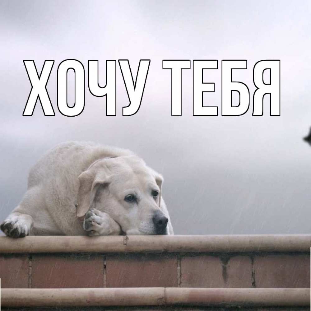 Открытка на каждый день с именем, Хочу-тебя Главная ждет Прикольная открытка с пожеланием онлайн скачать бесплатно 