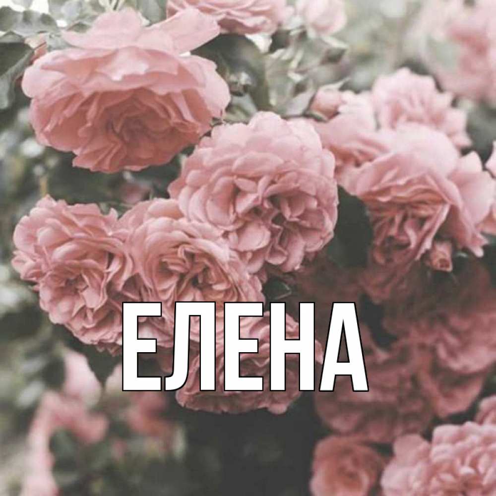 Открытка на каждый день с именем, Елена Главная розы 3 Прикольная открытка с пожеланием онлайн скачать бесплатно 