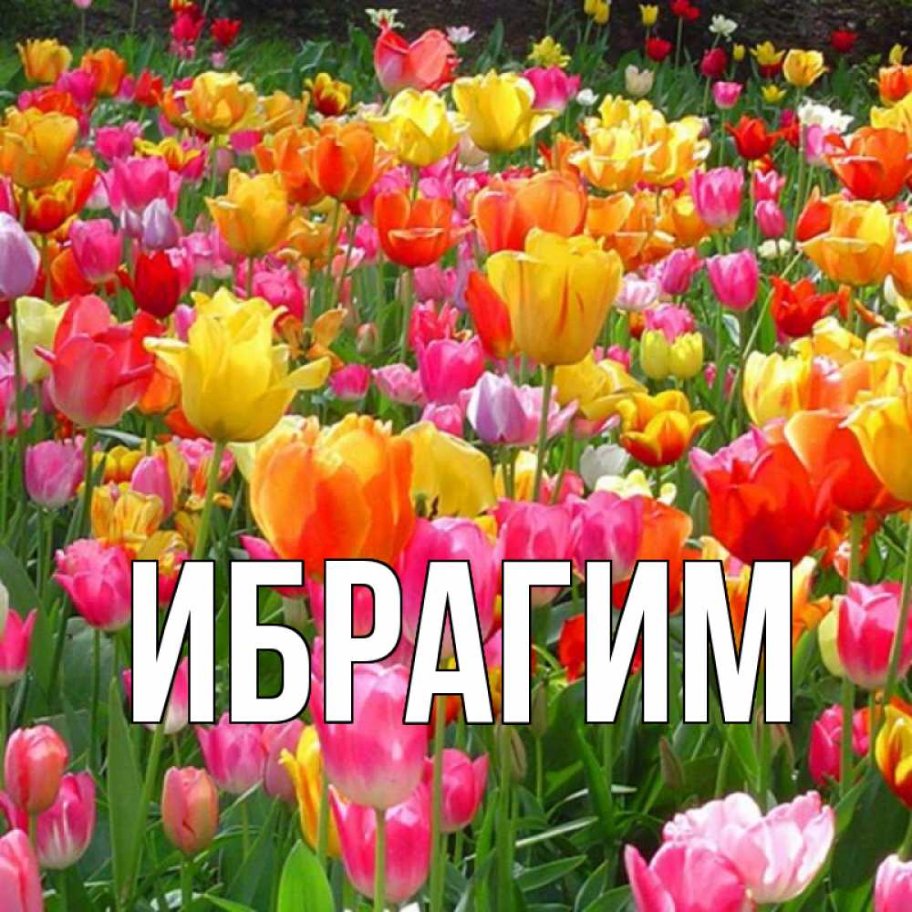Открытка на каждый день с именем, Ибрагим Главная на наурыз  ура ура Прикольная открытка с пожеланием онлайн скачать бесплатно 