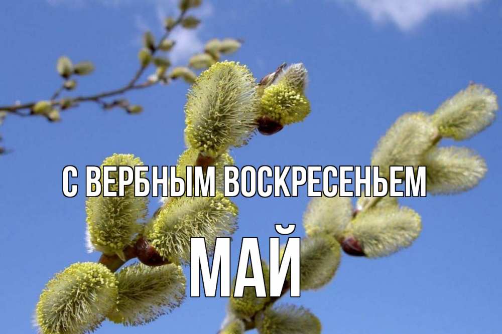 Открытка на каждый день с именем, Май С вербным воскресеньем верба Прикольная открытка с пожеланием онлайн скачать бесплатно 