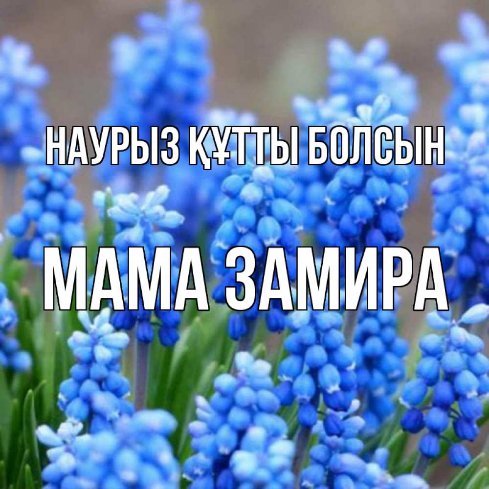 Открытка на каждый день с именем, Мама-Замира Наурыз құтты болсын Поздравительная открытка для женщин с цветами на праздничную дату Прикольная открытка с пожеланием онлайн скачать бесплатно 