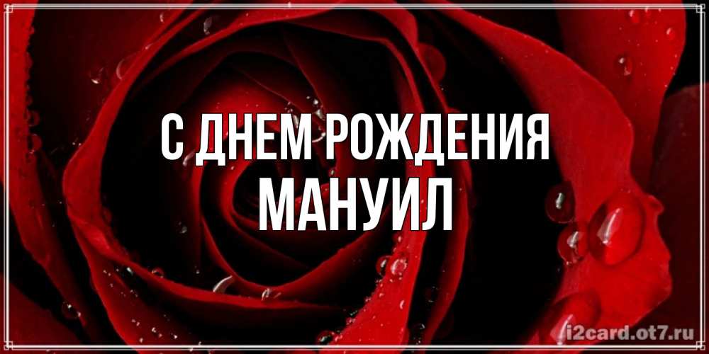 Открытка на каждый день с именем, Мануил С днем рождения крупная бордовая роза Прикольная открытка с пожеланием онлайн скачать бесплатно 