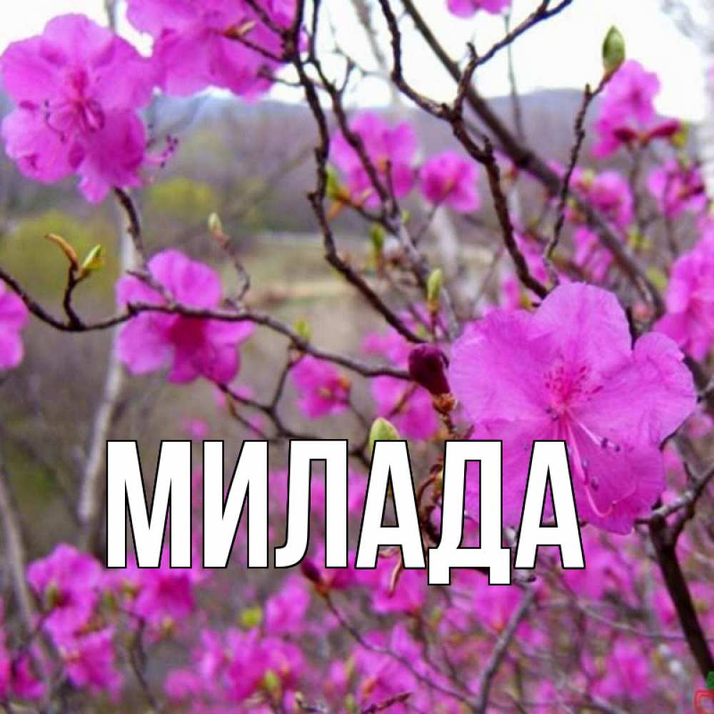 Открытка на каждый день с именем, Милада Главная праздник весны наурыз Прикольная открытка с пожеланием онлайн скачать бесплатно 