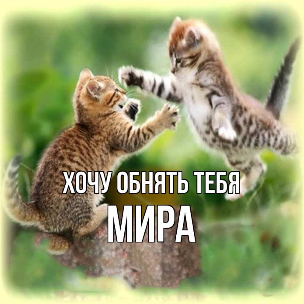 Открытка на каждый день с именем, Мира Хочу обнять тебя игры котят Прикольная открытка с пожеланием онлайн скачать бесплатно 