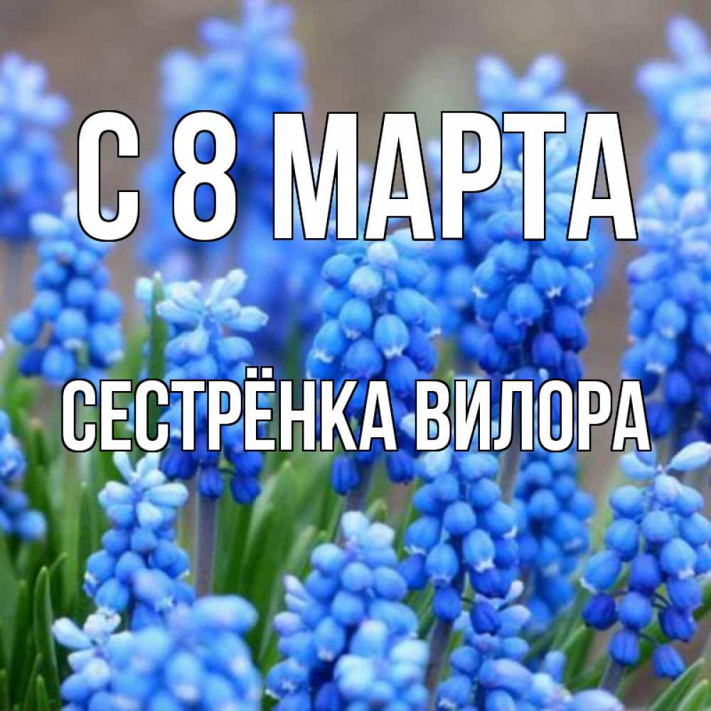 Открытка на каждый день с именем, Сестрёнка-Вилора С 8 МАРТА Поздравительная открытка для женщин с цветами на праздничную дату Прикольная открытка с пожеланием онлайн скачать бесплатно 