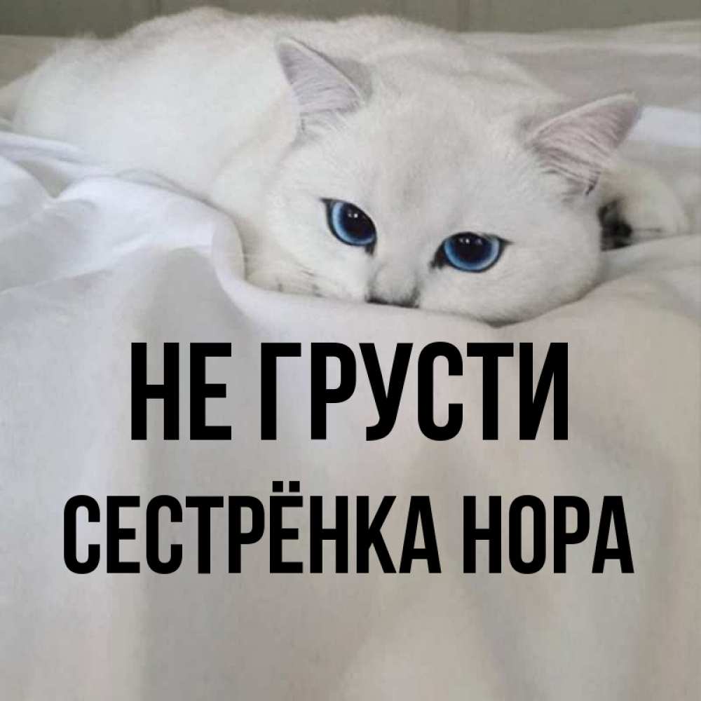 Открытка на каждый день с именем, Сестрёнка-Нора Не грусти Голубоглазая кошка Прикольная открытка с пожеланием онлайн скачать бесплатно 