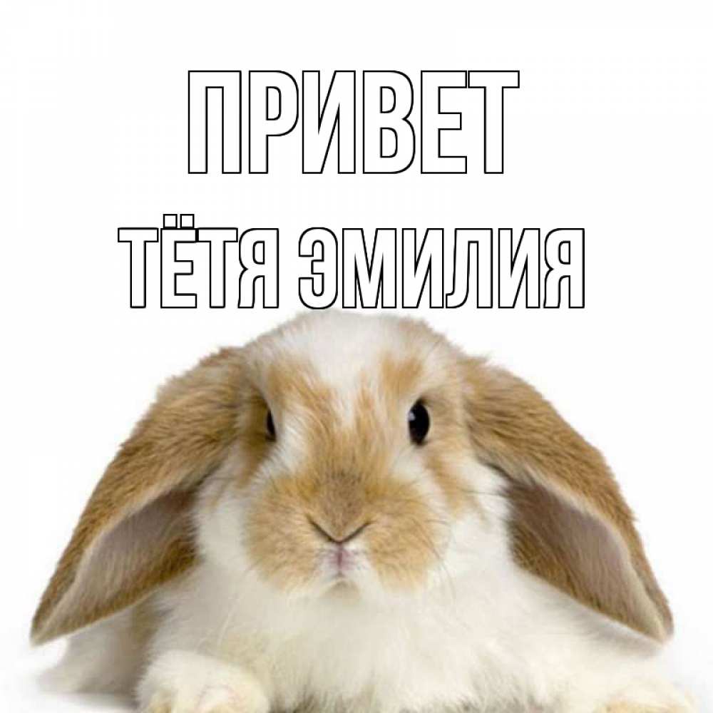 Открытка на каждый день с именем, Тётя-Эмилия Привет с животными Прикольная открытка с пожеланием онлайн скачать бесплатно 