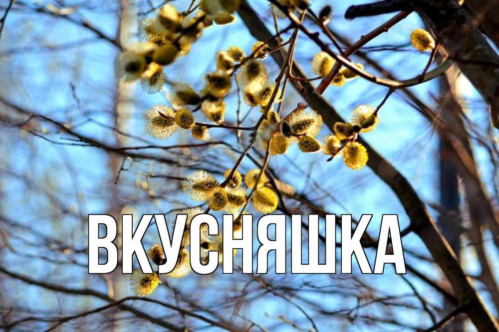 Открытка на каждый день с именем, Вкусняшка Главная верба Прикольная открытка с пожеланием онлайн скачать бесплатно 