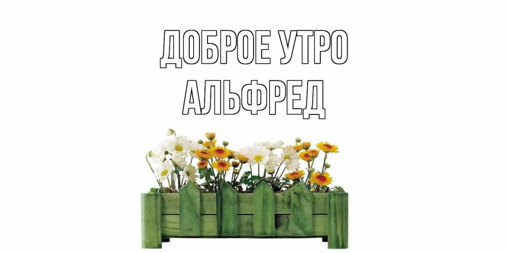 Открытка на каждый день с именем, Альфред Доброе утро цветы Прикольная открытка с пожеланием онлайн скачать бесплатно 