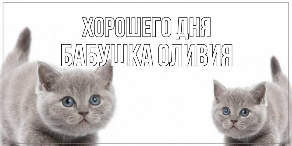 Открытка на каждый день с именем, Бабушка-Оливия Хорошего дня открытка с котами Прикольная открытка с пожеланием онлайн скачать бесплатно 