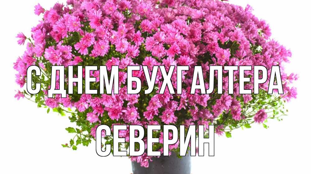 Открытка на каждый день с именем, Северин С днем бухгалтера с днем бухгалтера Прикольная открытка с пожеланием онлайн скачать бесплатно 