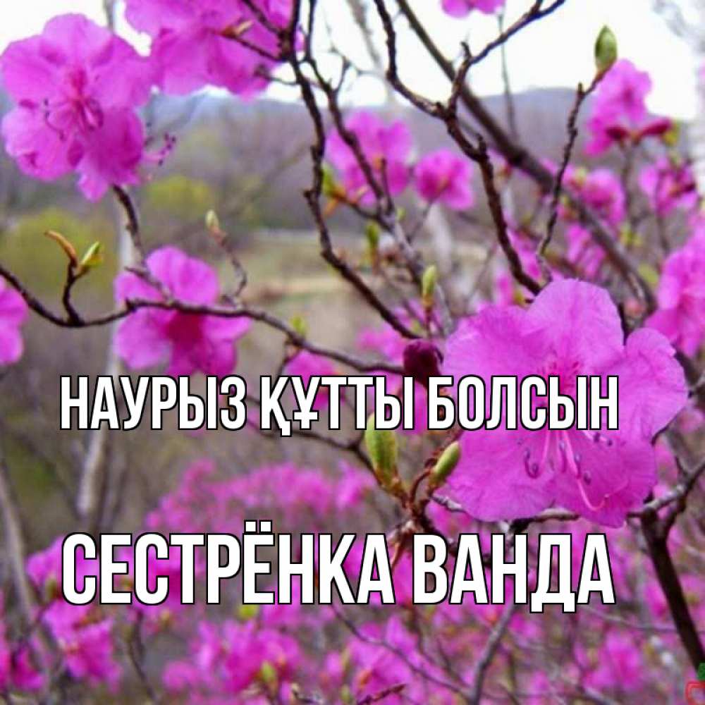 Открытка на каждый день с именем, Сестрёнка-Ванда Наурыз құтты болсын наурыз мейрамы кутты болсын Прикольная открытка с пожеланием онлайн скачать бесплатно 