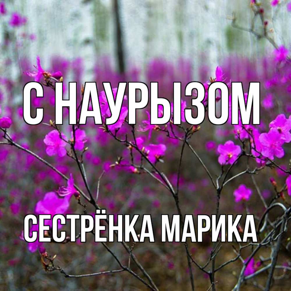 Открытка на каждый день с именем, Сестрёнка-Марика С наурызом дикие цветы Прикольная открытка с пожеланием онлайн скачать бесплатно 