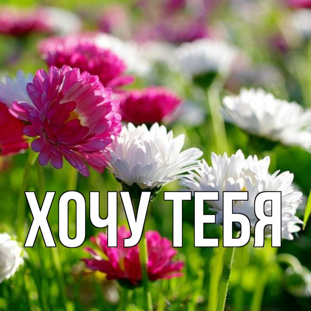 Открытка на каждый день с именем, Хочу-тебя Главная международный женский день 1 Прикольная открытка с пожеланием онлайн скачать бесплатно 