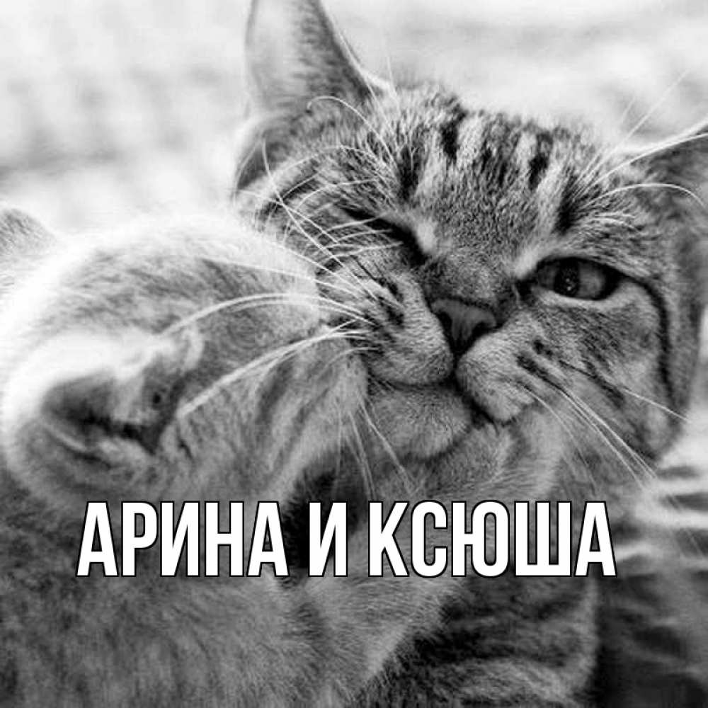 Открытка на каждый день с именем, Арина-и-Ксюша Главная коты Прикольная открытка с пожеланием онлайн скачать бесплатно 