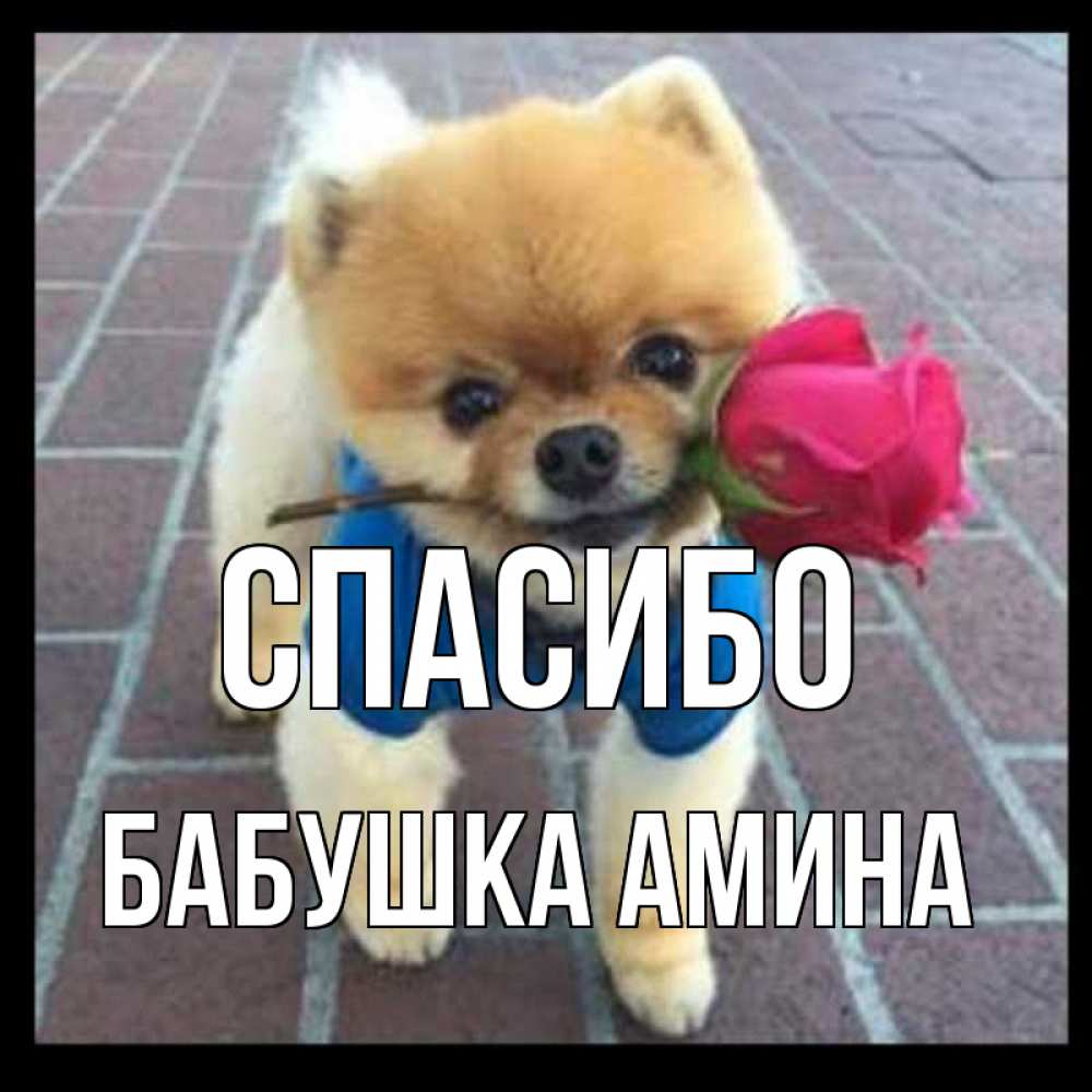 Открытка на каждый день с именем, Бабушка-Амина Спасибо спасибо и дарю тебе цветок Прикольная открытка с пожеланием онлайн скачать бесплатно 