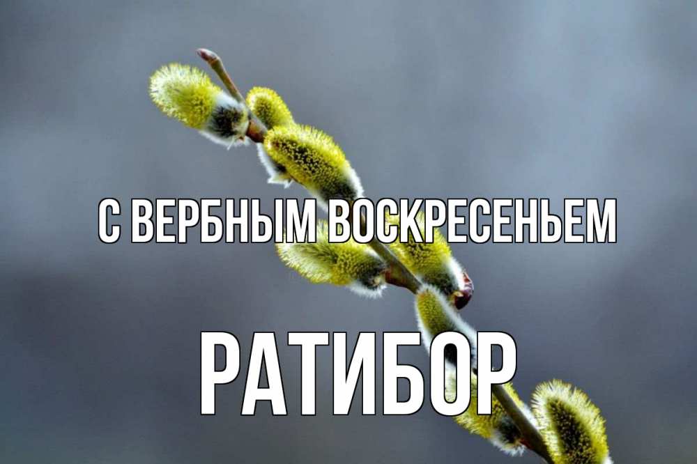 Открытка на каждый день с именем, Ратибор С вербным воскресеньем верба Прикольная открытка с пожеланием онлайн скачать бесплатно 