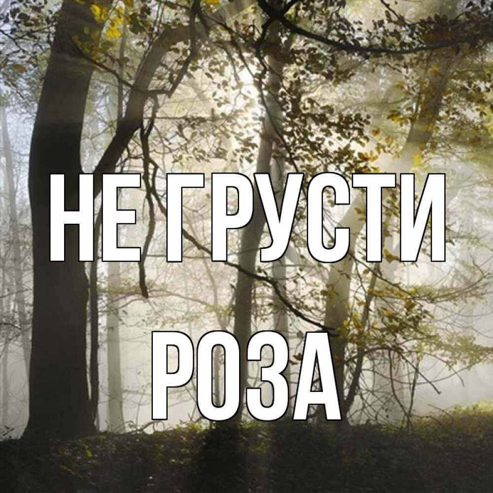 Открытка на каждый день с именем, Роза Не грусти лес и свет Прикольная открытка с пожеланием онлайн скачать бесплатно 